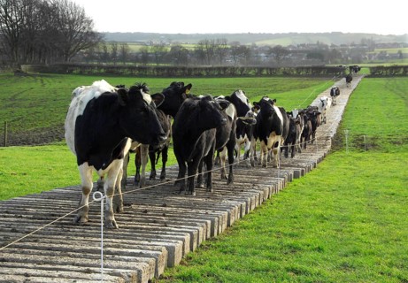 Domestic cattle