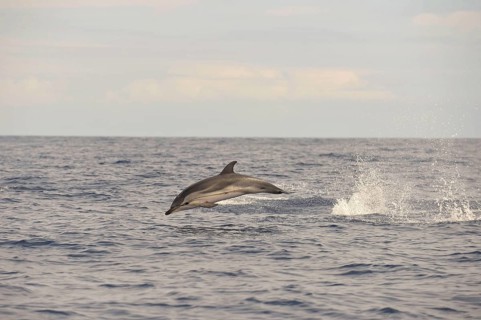 Striped Dolphin