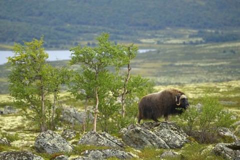 Musk oxes