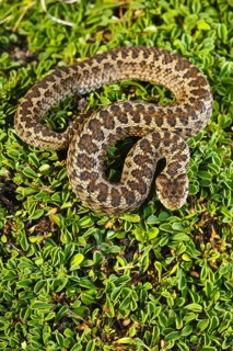 Meadow viper
