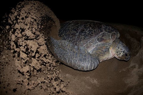 Green Turtle