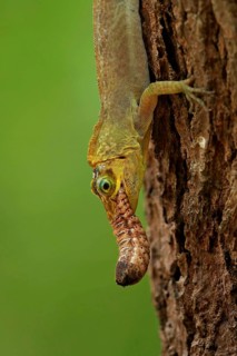 Richard's Anole