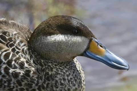 Common Scoter