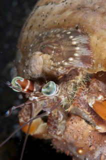 Anemone hermit crab