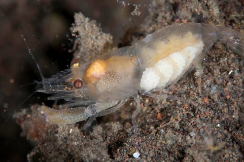 Deman's Snapping Shrimp