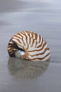 Chambered Nautilus