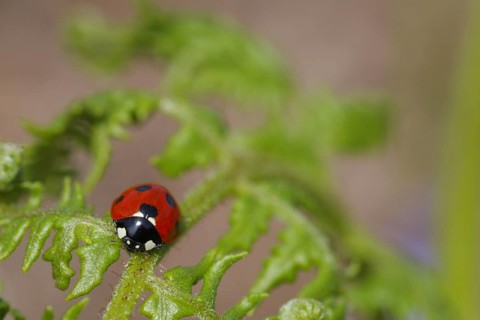 Adult seven-spott ladybird
