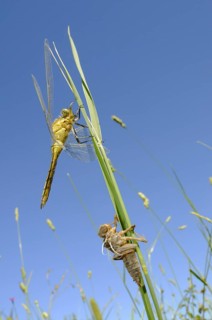 Black-tailed skimmer