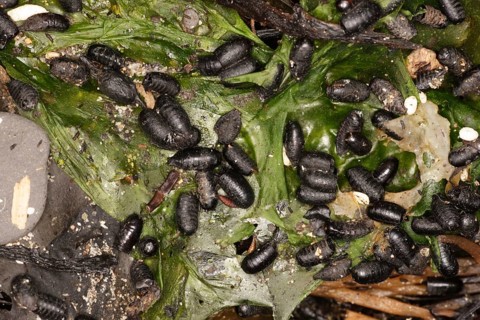 Pupae of the kelp fly