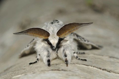 Puss moth