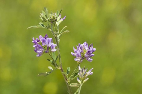 Alfalfa