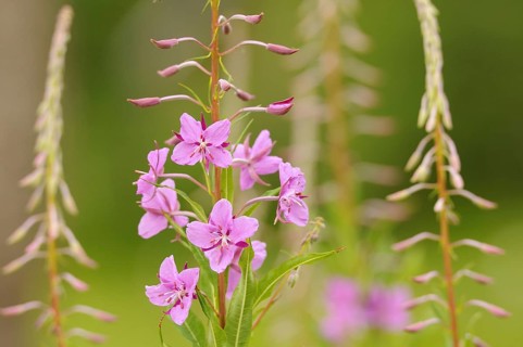 Chamerion angustifolium