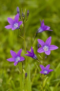 Spreading bellflower