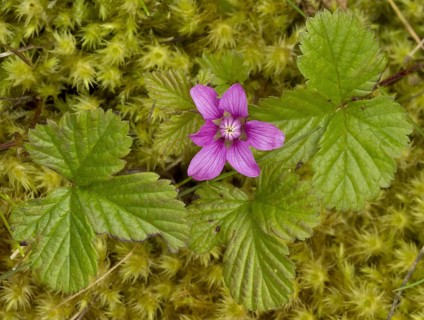 Arctic raspberry