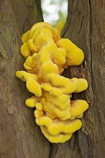Fruiting bodies of chickenwood