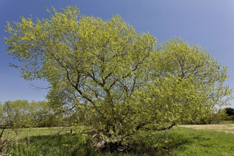 Crack willow