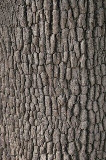 Bark of the Leadwood tree