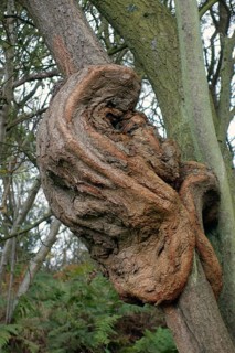 Hawthorn