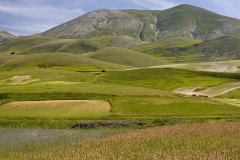 View of flowery strip fields