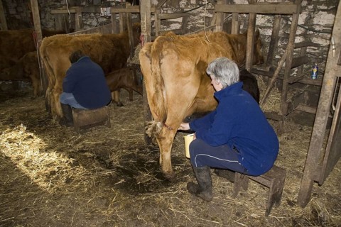 Baeuerin milks by hand