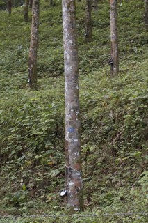 Siphonia brasiliensis