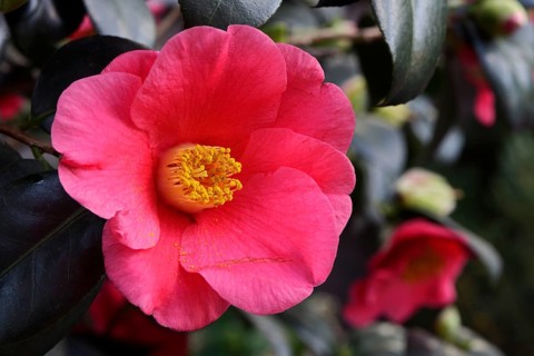 Japanese camellia
