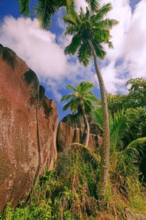 Palm trees and granite rocks on the dream beach Source d'Argent