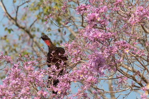 Chestnut-bellied guan
