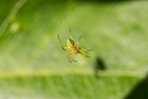 Cucumber green spider