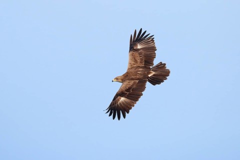 Lesser Spotted Eagle