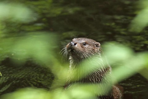 European otter