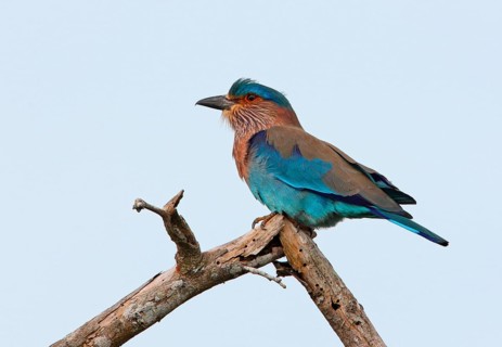 Indian Roller