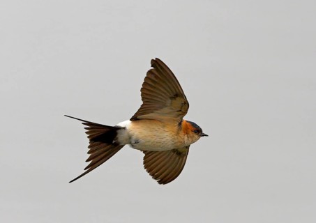 Red-rumped swallow