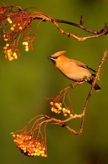 Bohemian Waxwing
