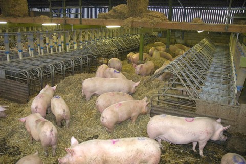 Domestic pig