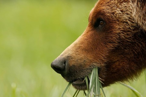 Grizzly Bear