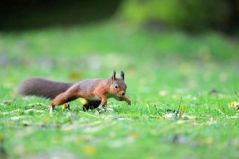 Eurasian red squirrel