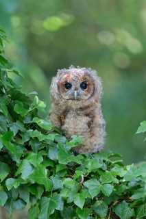 Tawny Owl
