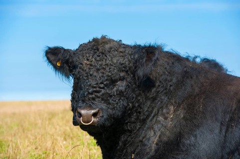 Domestic cattle