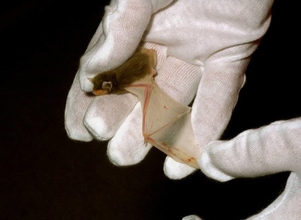 Common Pipistrelle