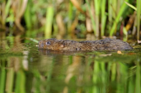 Eastern vole