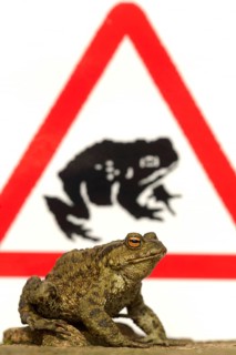 Common Toad