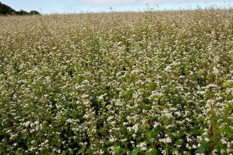 Common buckwheat