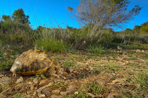 Greek tortoise
