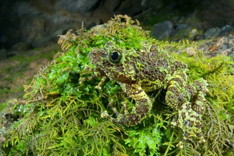 Vietnamese Moss Frog