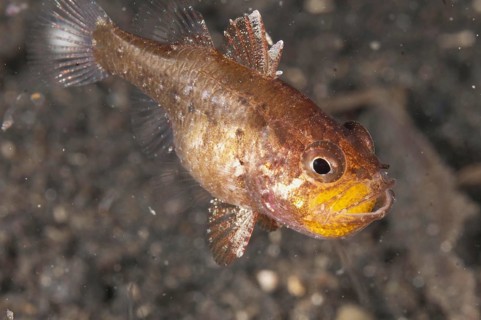 Cardinalfish