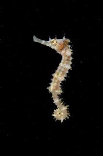 Spiny seahorse