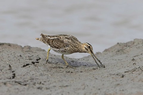 Common snipe