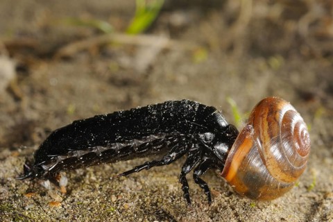 Ground Beetle