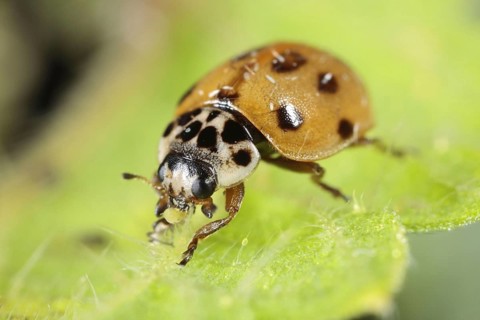 Adalia 10-punctata